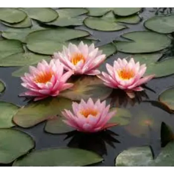Lotus Plant Exporter