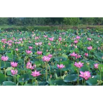 Natural Lotus Flower