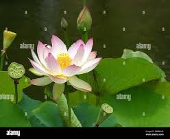 Lotus Plant