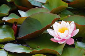 Lotus Plant