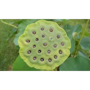 Natural Lotus Seed