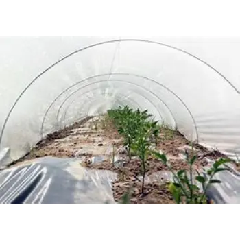 Plain Low Tunnel Film