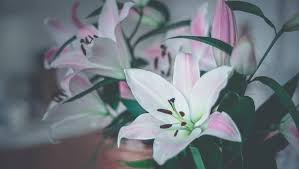 Lilium Plant