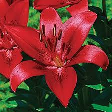 Lilium Plant