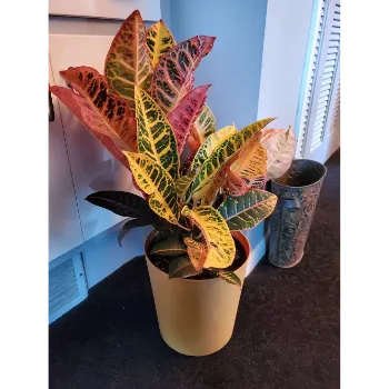Attractive Croton plant