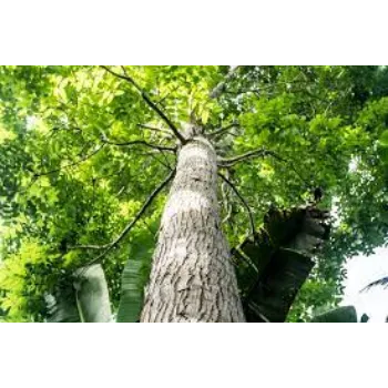Mahogany Plant