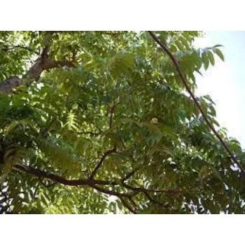 Mahogany Plant