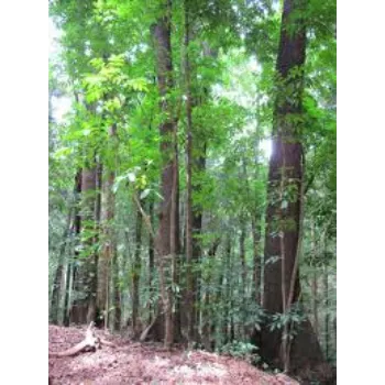 Mahogany Plant