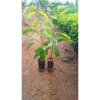 Organic Mahogany Plants