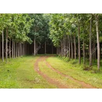Natural Mahogany Plants