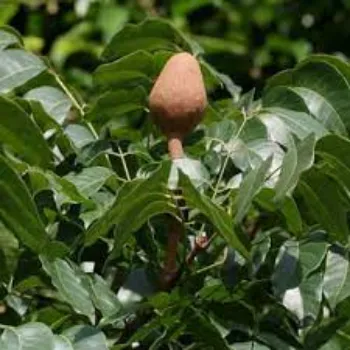 Organic MAahogany Plant
