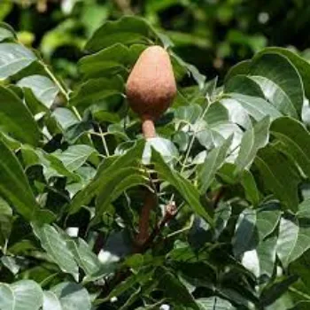 Common Mahogany Plants