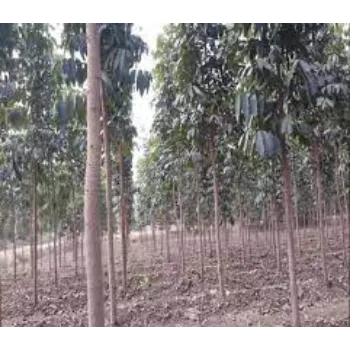 Natural Mahogany Plants