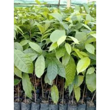 Fresh Mahogany Plants