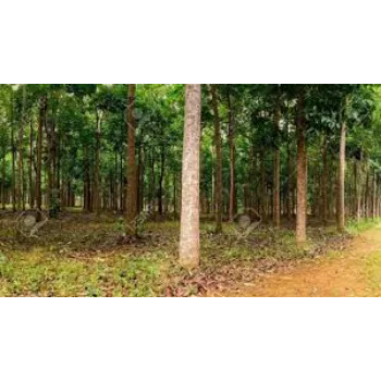 Organic Mahogany Plants