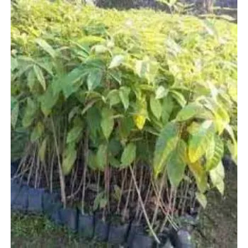 Common Mahogany Plants