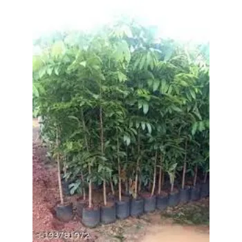 Organic Mahogany Plants