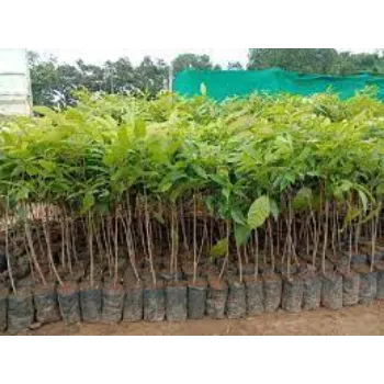 Organic Mahogany Plants