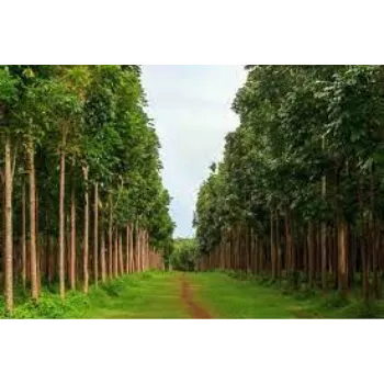 Organic Mahogany Plant