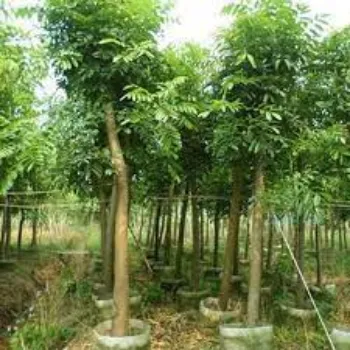 Common Mahogany Plant