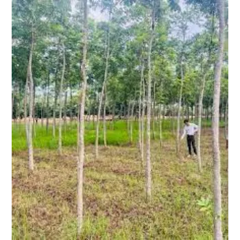 Organic Mahogany Plant