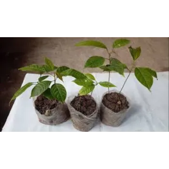 Organic Mahogany Plant