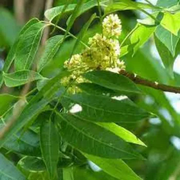 Mahogany plants