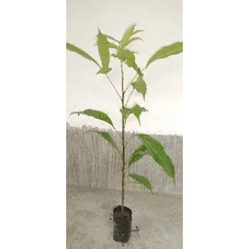 Natural Mahogany plants