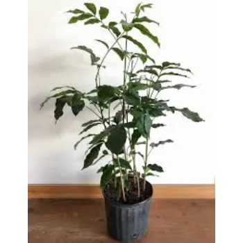 Green Mahogany plants