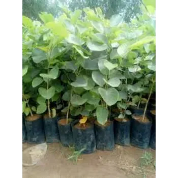Roshni Agri forestry Mahogany plants