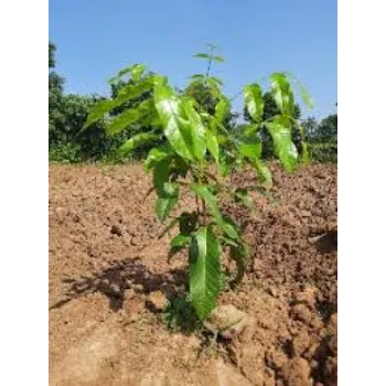 Green  Mahogany plants