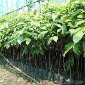 Natural Mahogany plants
