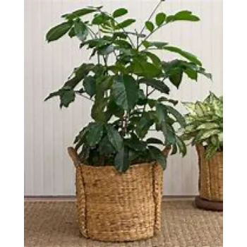 Mahogany plants