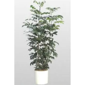 Natural Mahogany plants