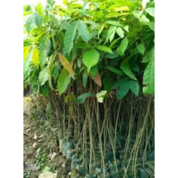 GREEN Mahogany plants