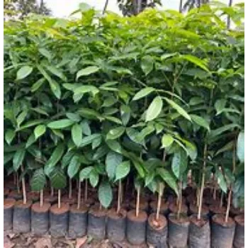 Mahogany plants