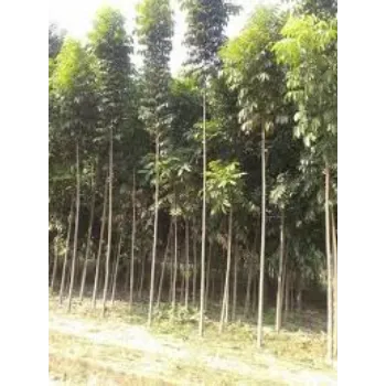 Green Mahogany plants