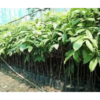 Mahogany plants