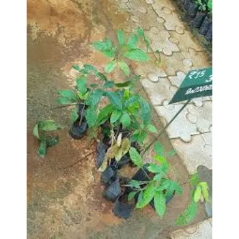 Natural Mahogany plants
