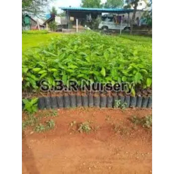 Natural Mahogany plants