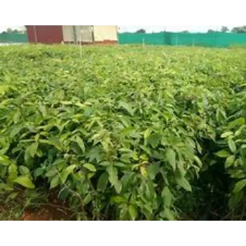 Mahogany plants