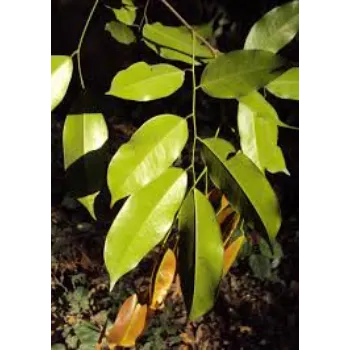 Natural Mahogany plants