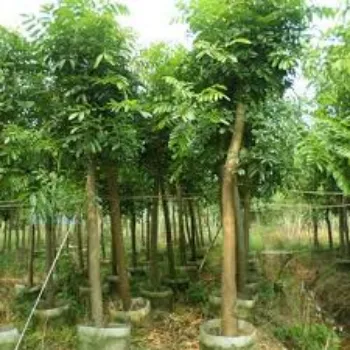 A.p. Flower Mart   Mahogany plants
