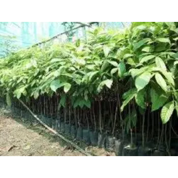 A Grade Mahogany plants