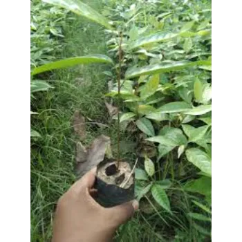 Common Mahogany plants
