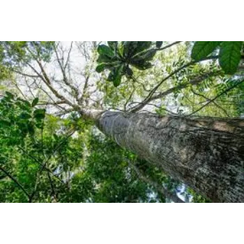 Natural Mahogany Plants