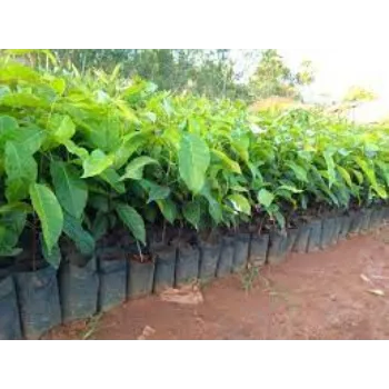 Natural Mahogany  Plants