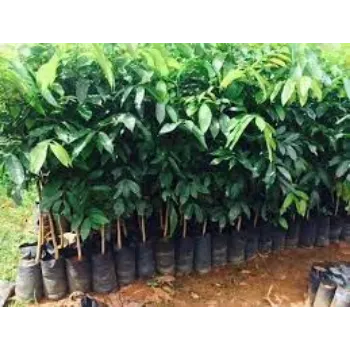 Organic Mahogany Plants