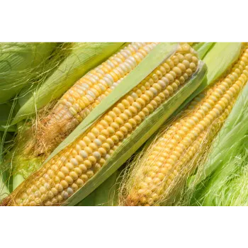 Maize Seed