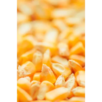   Maize Seed